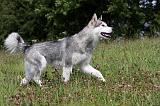 ALASKAN MALAMUTE 720